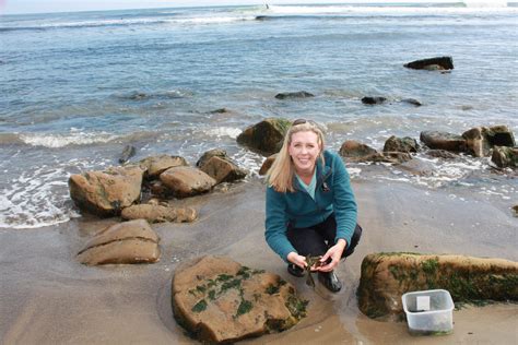 Santa Cruz Mafic Seaweed and its Potential for Bioremediation
